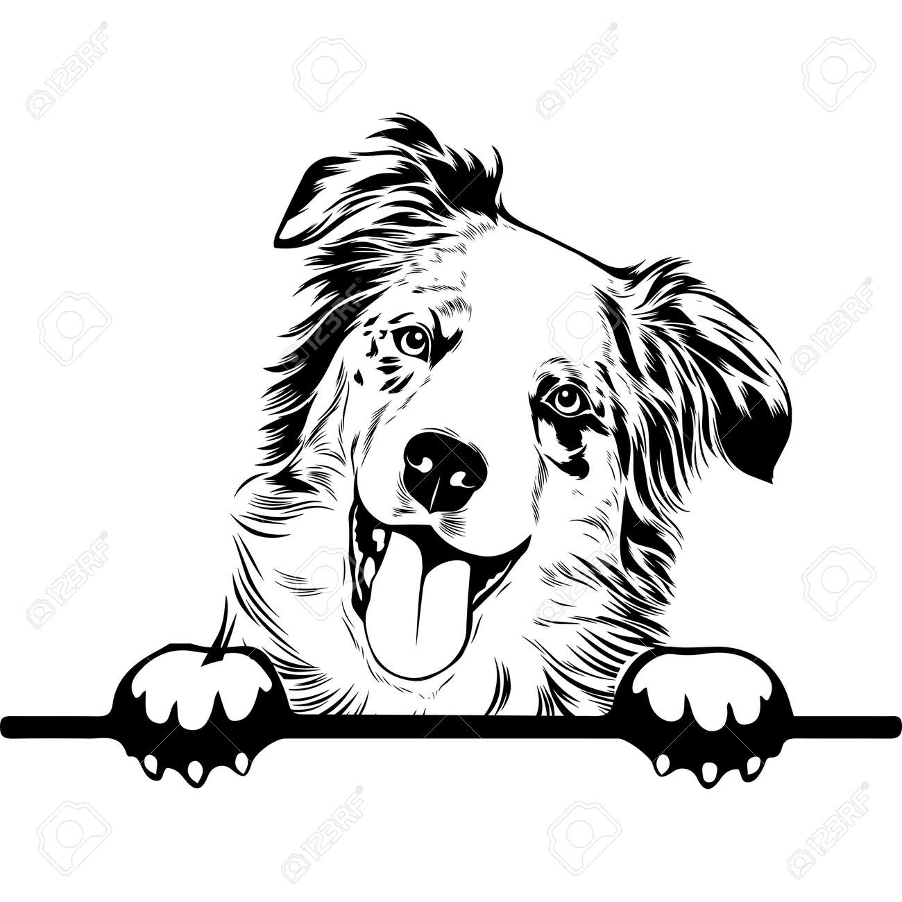 Australian Shepherd Peek A Boo | Peekaboo | Peeking Dog Face Vector Eps  Royalty Free SVG, Cliparts, Vectors, and Stock Illustration. Image  190461475., image size:1300x1300