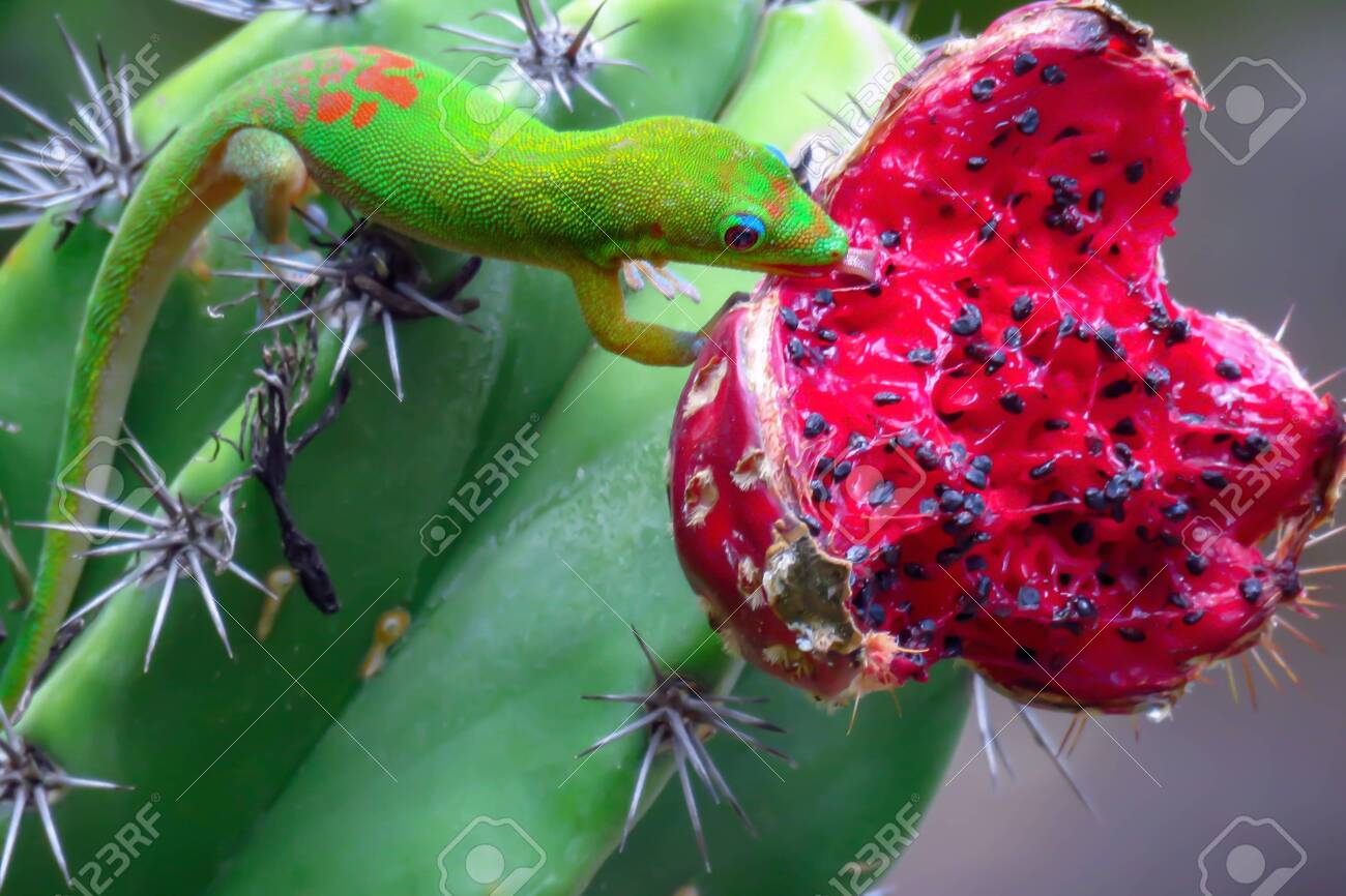 gecko fruit