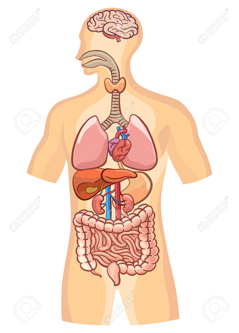 Human Body Organs And Internal Parts Poster. Stomach And Lungs, Kidneys And  Heart, Brain And Liver. Medical Anatomy Infographic. Vector Illustration  Royalty Free SVG, Cliparts, Vectors, and Stock Illustration. Image  220340154., image size:932x1300