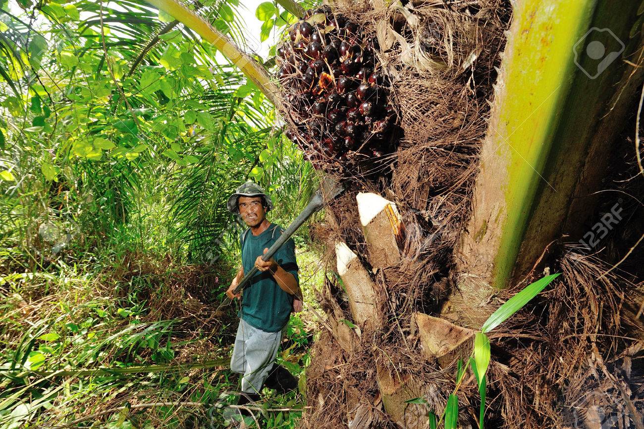 chumporn thailand november 05 worker harvest oil palm fruit