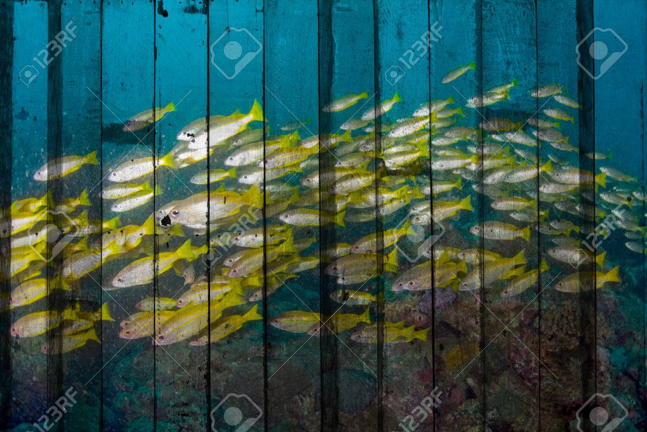 Banc De Poissons Sur Les Recifs Coralliens Mural Le Concept De La Peinture Sur Bois Banque D Images Et Photos Libres De Droits Image 38293801