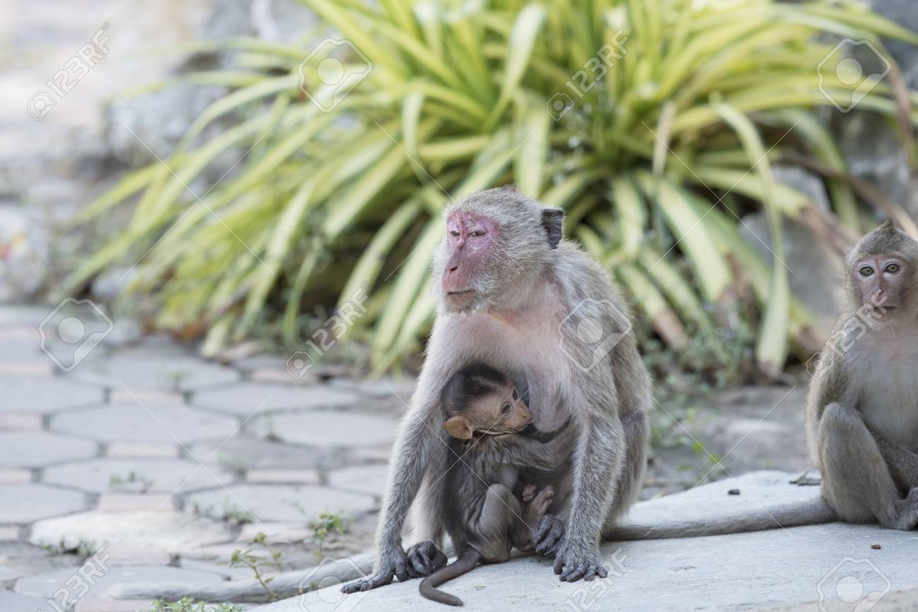 母猿と森の中の赤ちゃん猿 の写真素材 画像素材 Image