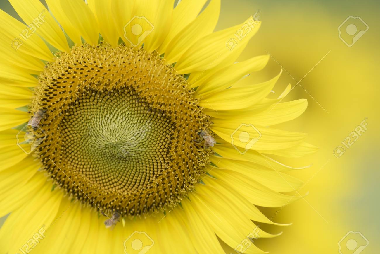 自然の緑を背景として美しいひまわり畑の植物風景 生態 新鮮な壁紙の概念 の写真素材 画像素材 Image