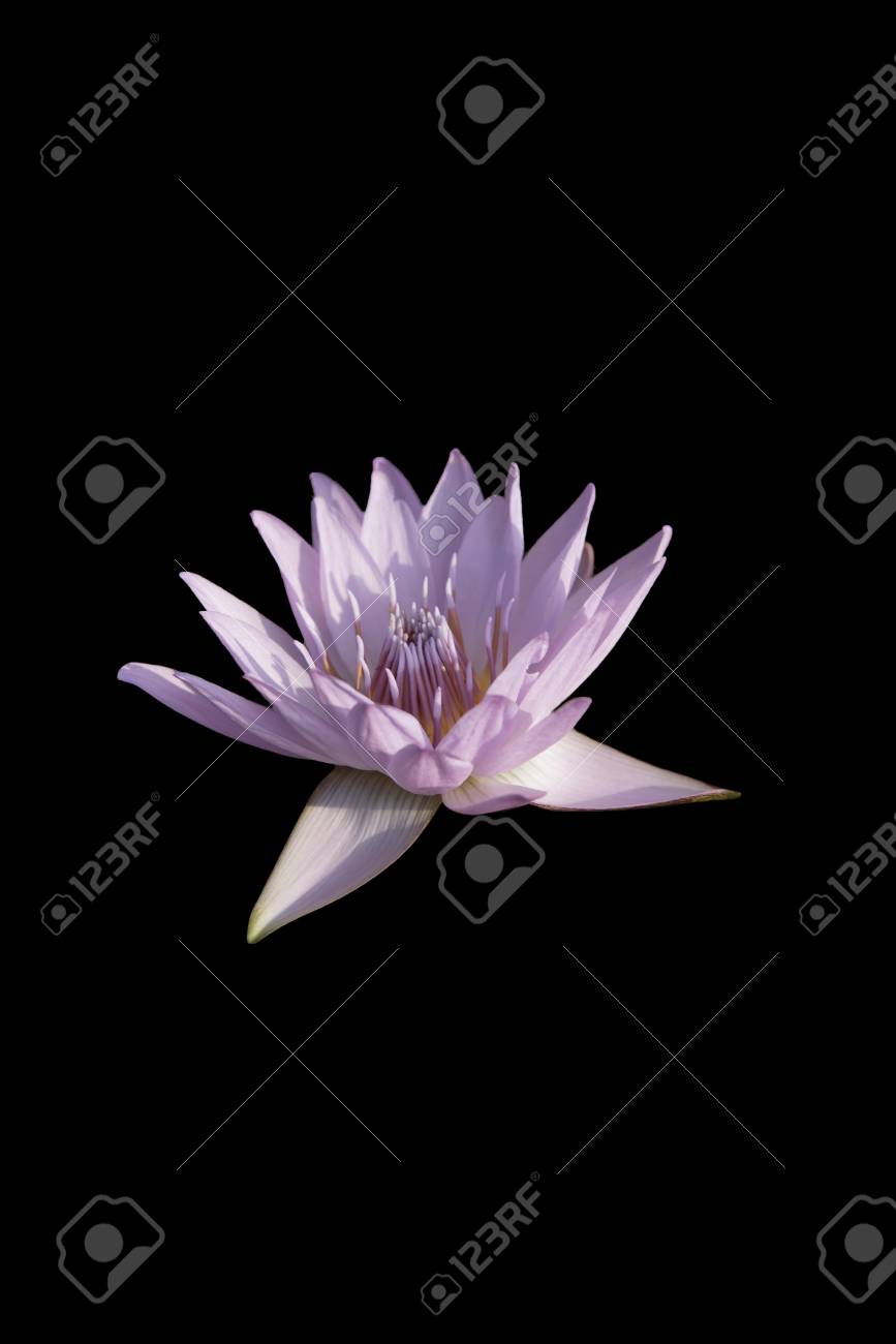100+ Wallpaper Black Lotus HD Paling Baru 100+ Wallpaper Black Lotus HD Paling Baru