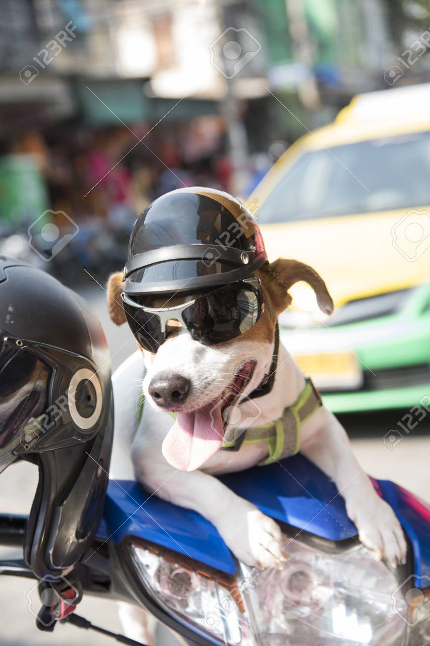 dog with helmet and goggles