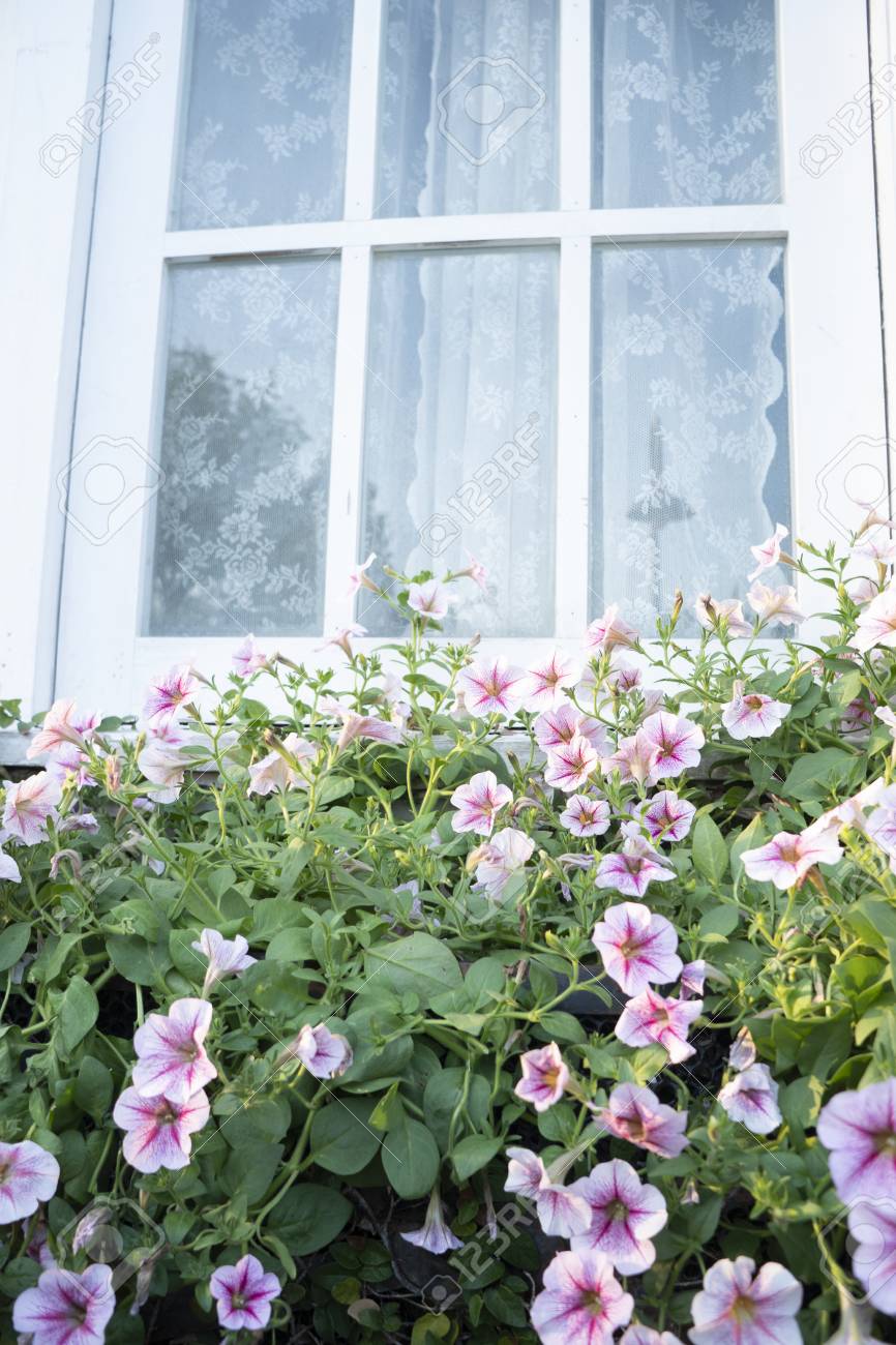 Colorful flowers outside the house window