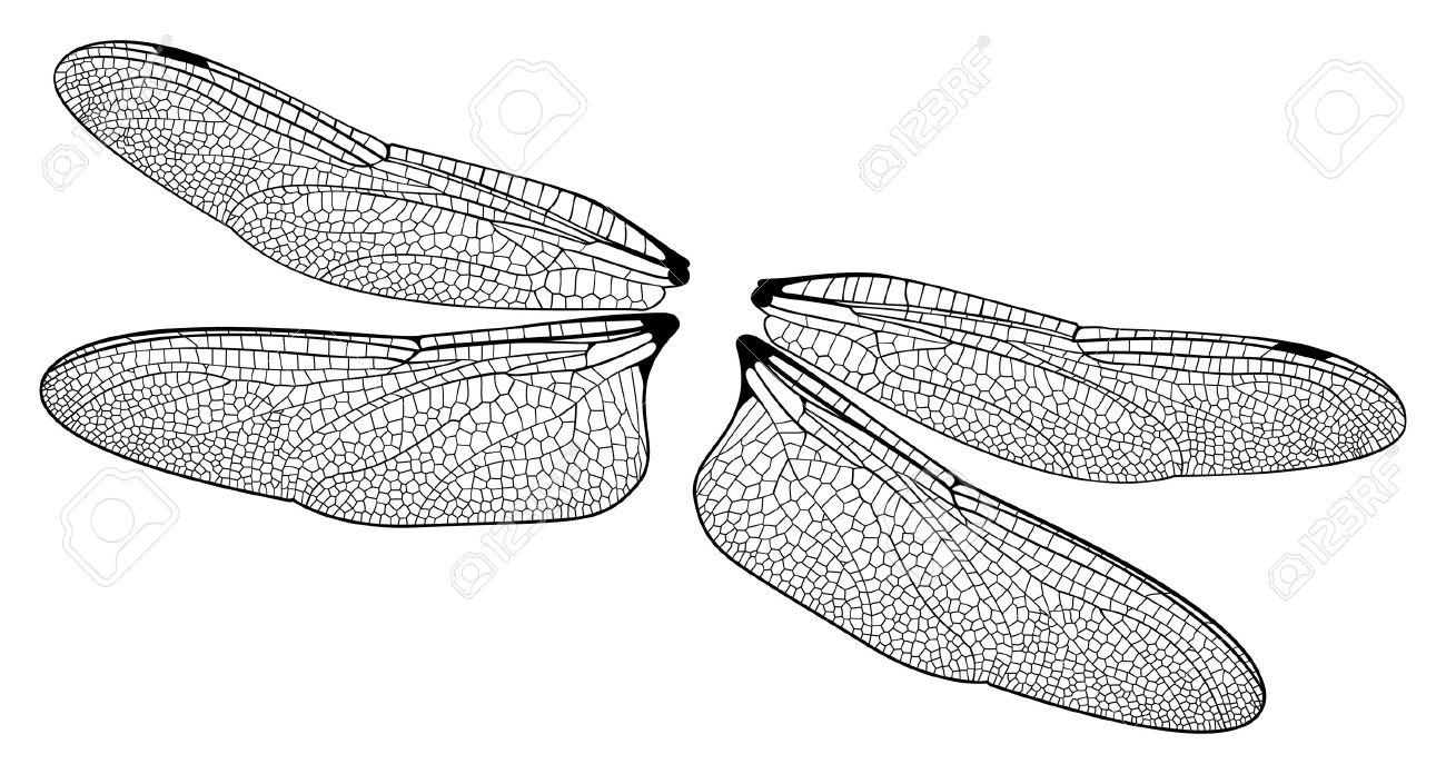 dragonfly wings royalty free cliparts vectors and stock