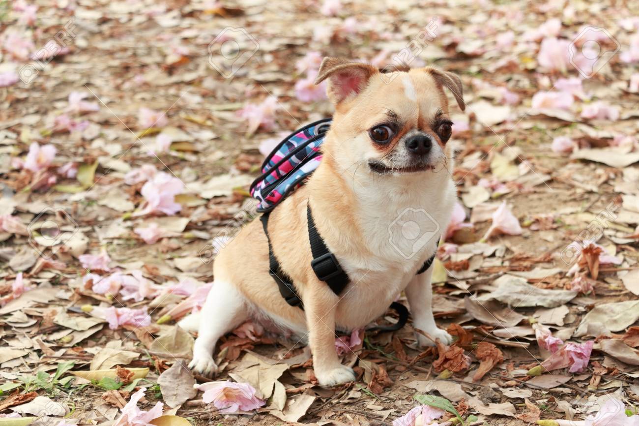 chihuahua backpack