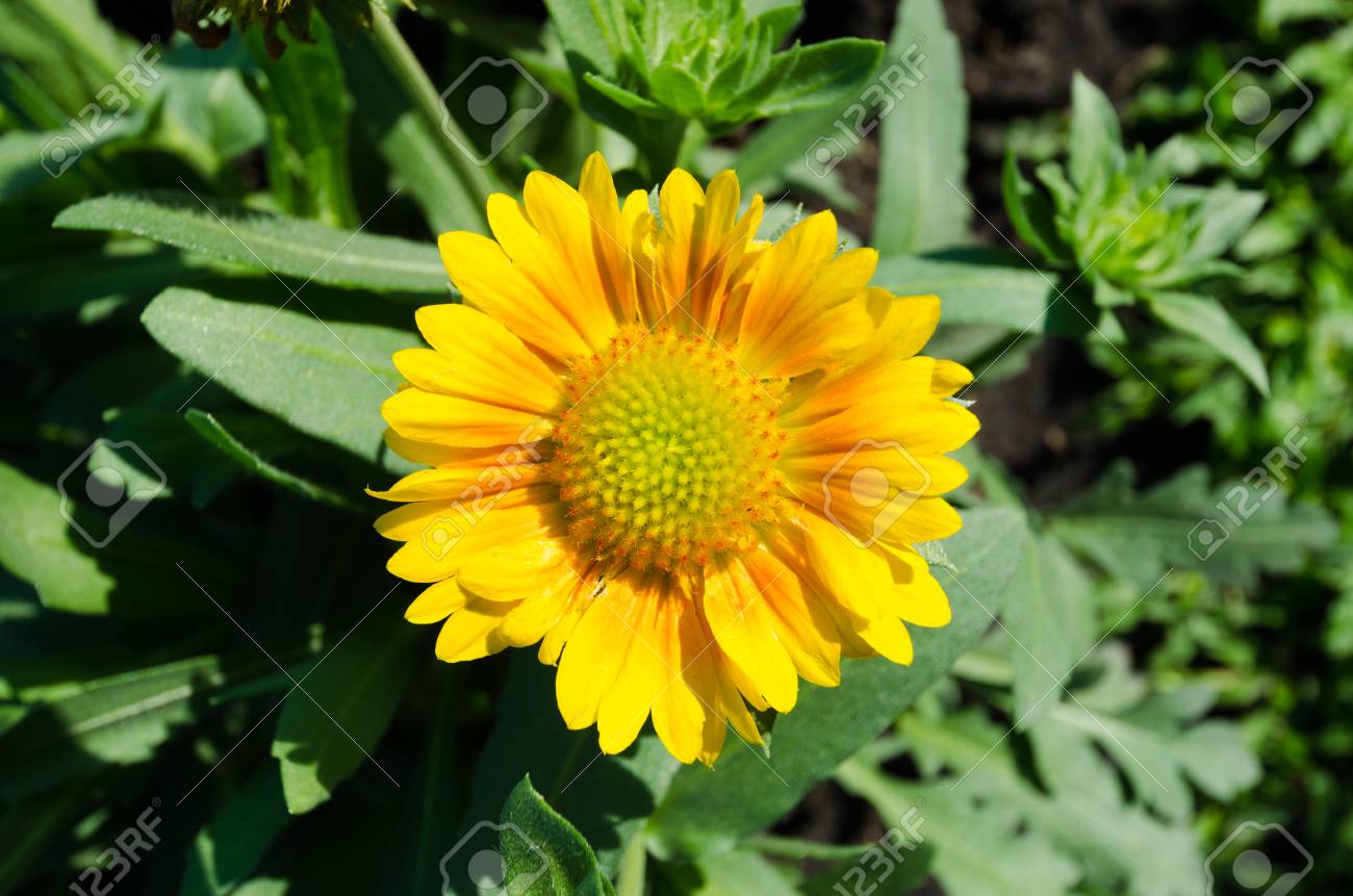 テンニンギクの花 美しい面白い花の装飾 の写真素材 画像素材 Image