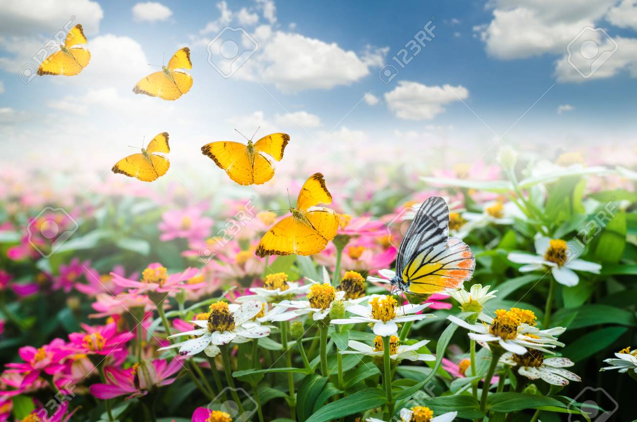 Butterfly On Colorful Beautiful Flowers With Butterfly Flying In The Sky.  Stock Photo, Picture and Royalty Free Image. Image 74097533., image size:1300x861