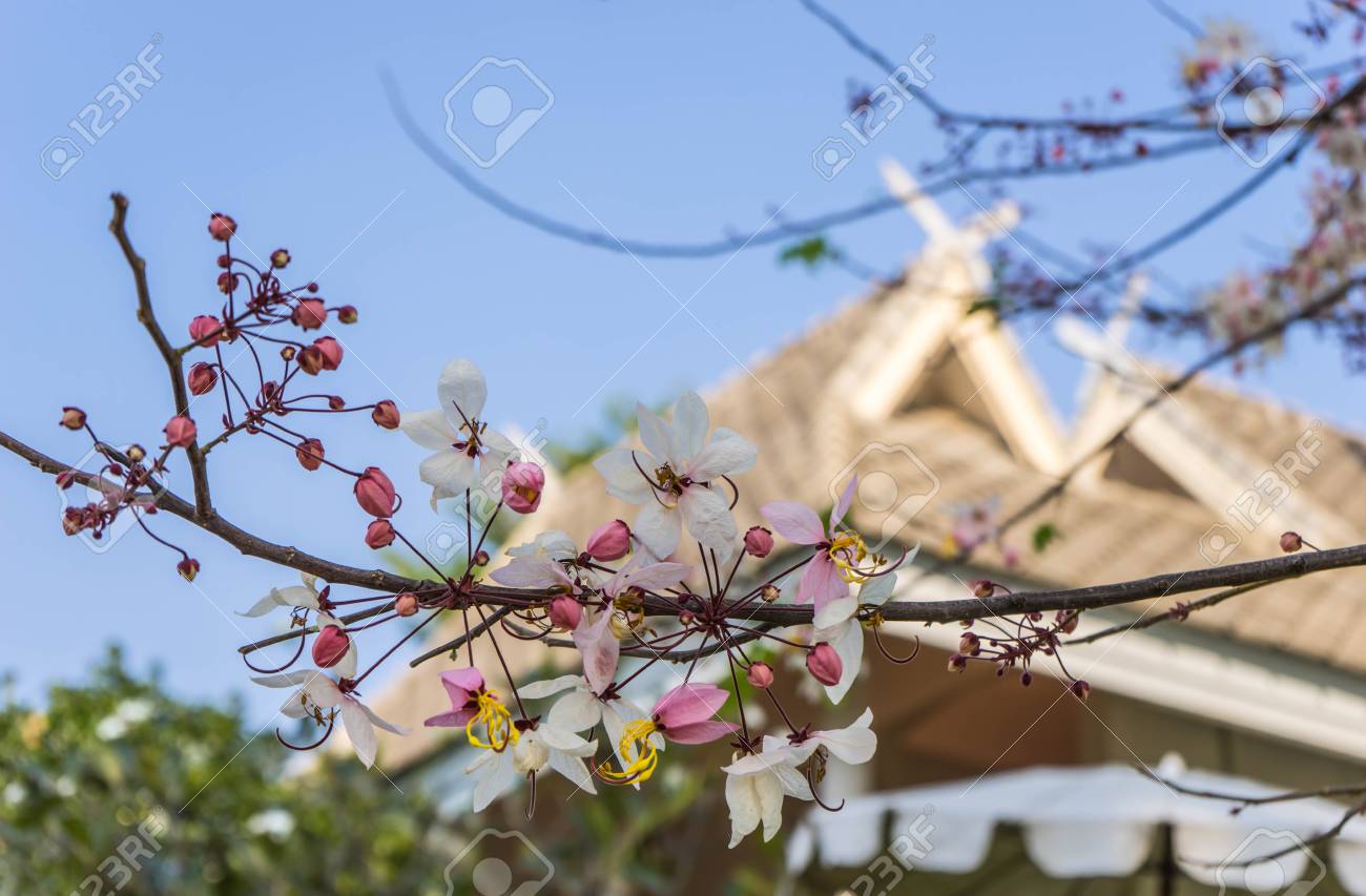 Fleur Blanche Et Rose Sur Larbre Fond De Toit