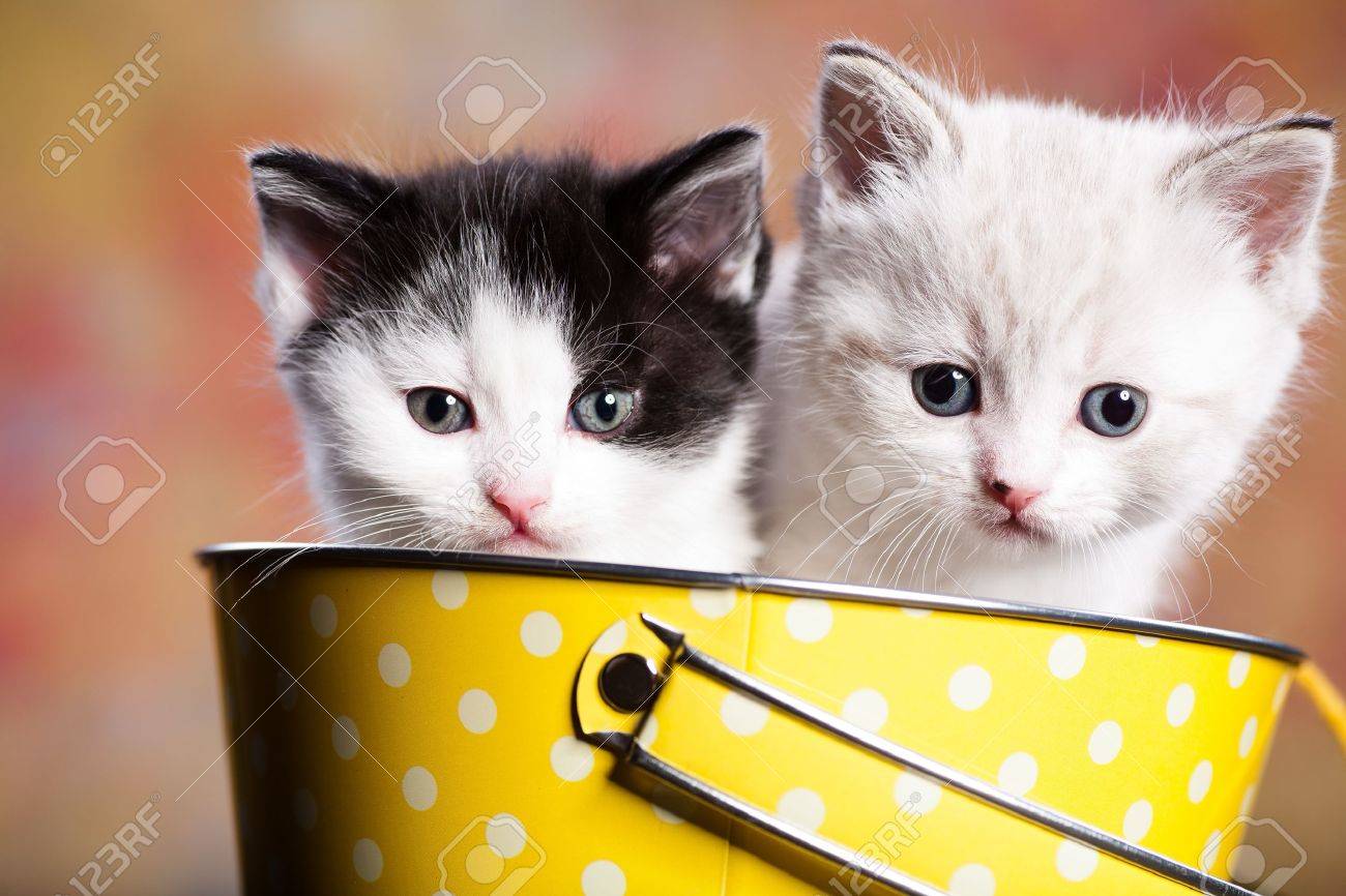 portrait of a young small persian kitty - 10257825 portrait of a young small persian kitty - 10257825