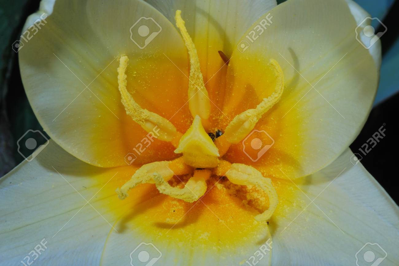 春に白い花で多く黄色オレンジ色の花粉 の写真素材 画像素材 Image