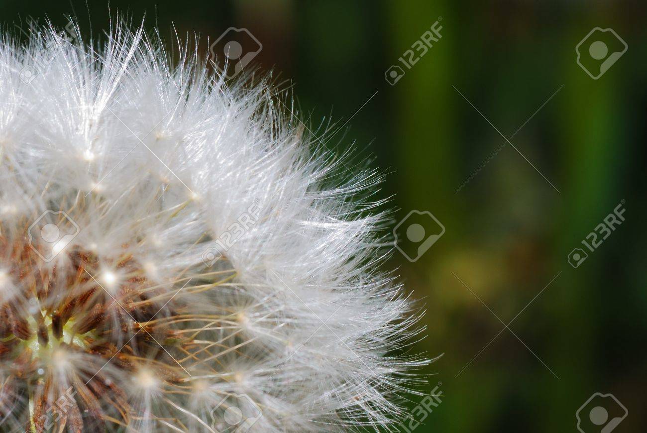 full soft fresh blowball dandelion in the spring stock photo