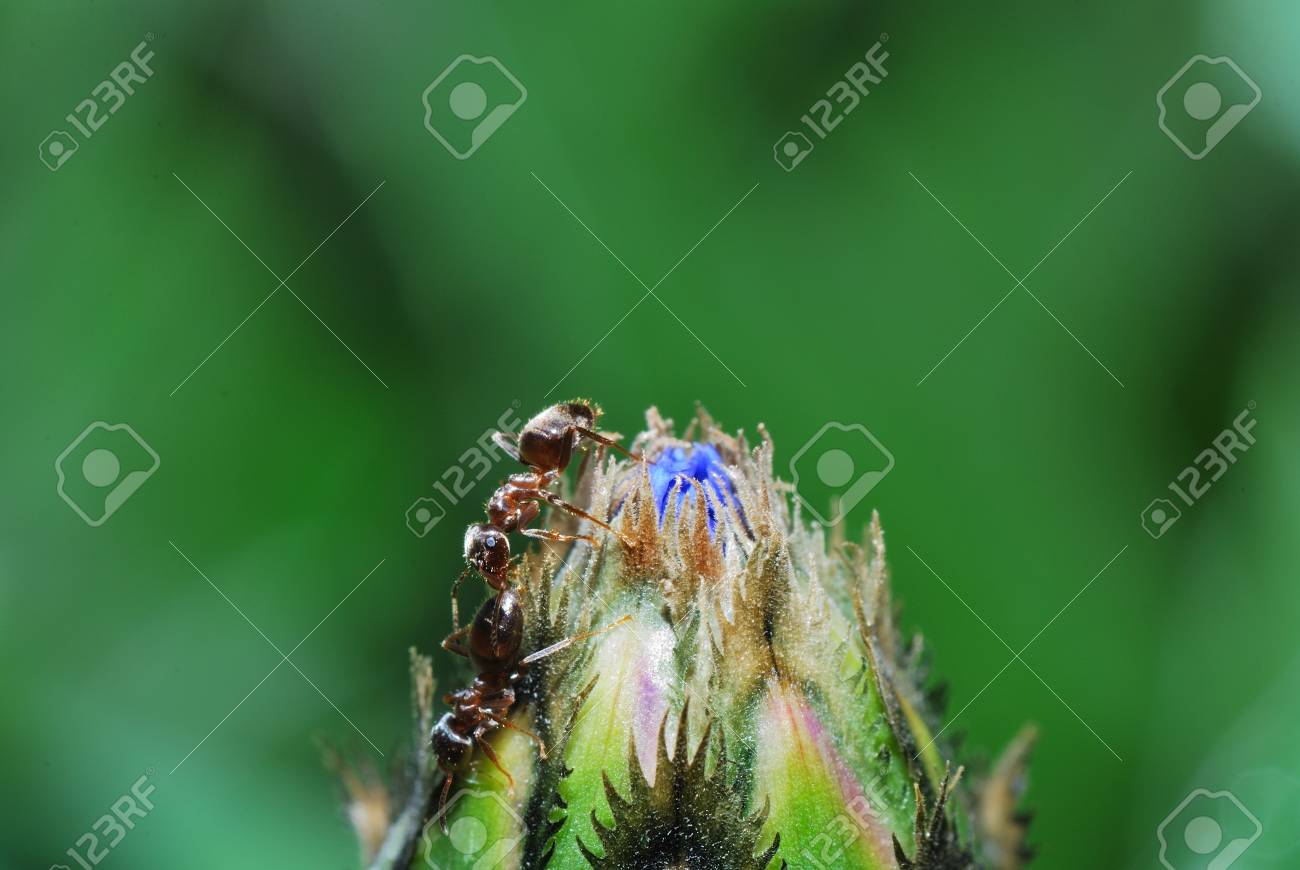 春に小さな茶色の蟻閉じた青いコーンフラワー の写真素材 画像素材 Image