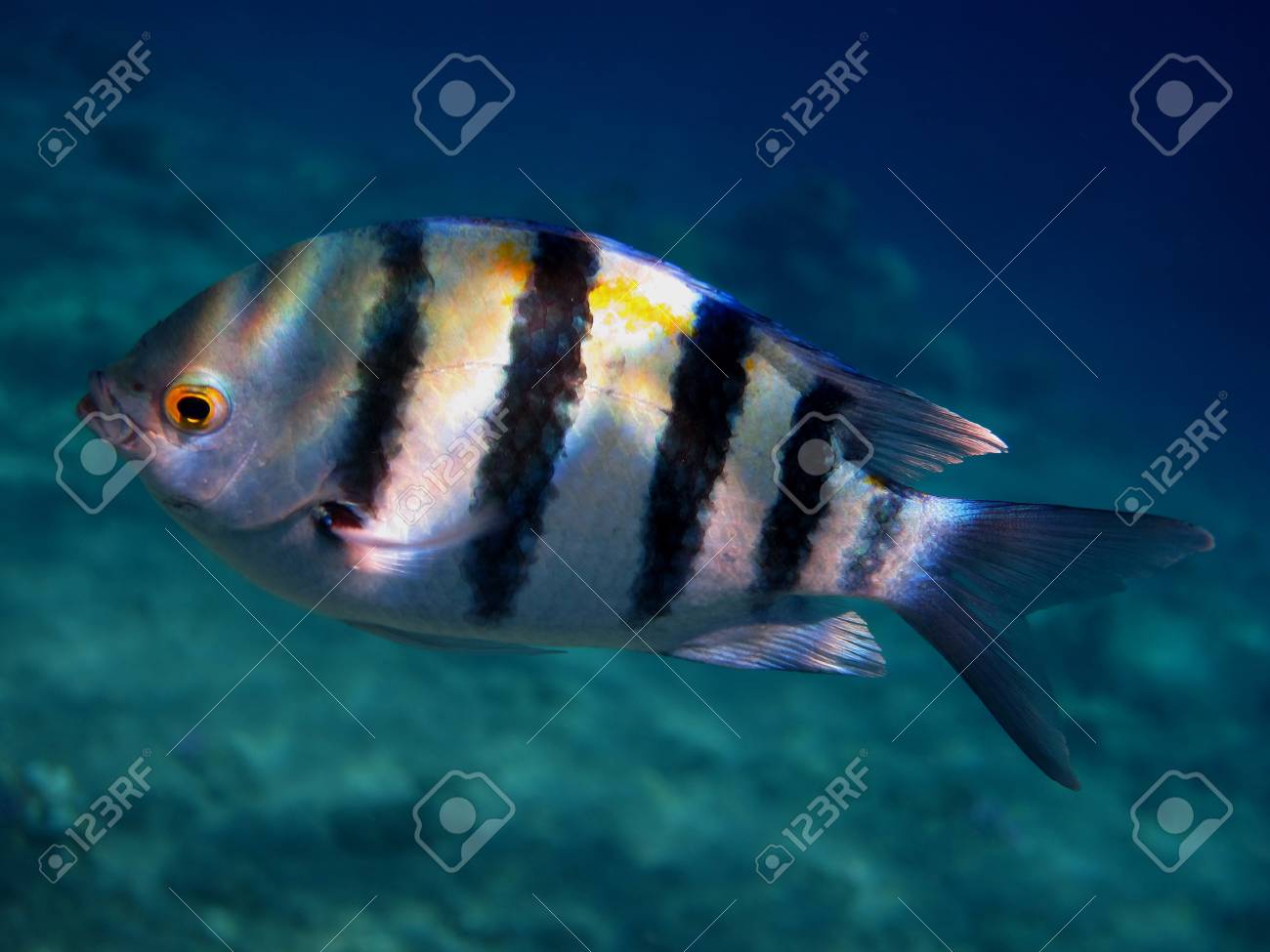 Small Striped Fish Image & Photo (Free Trial)