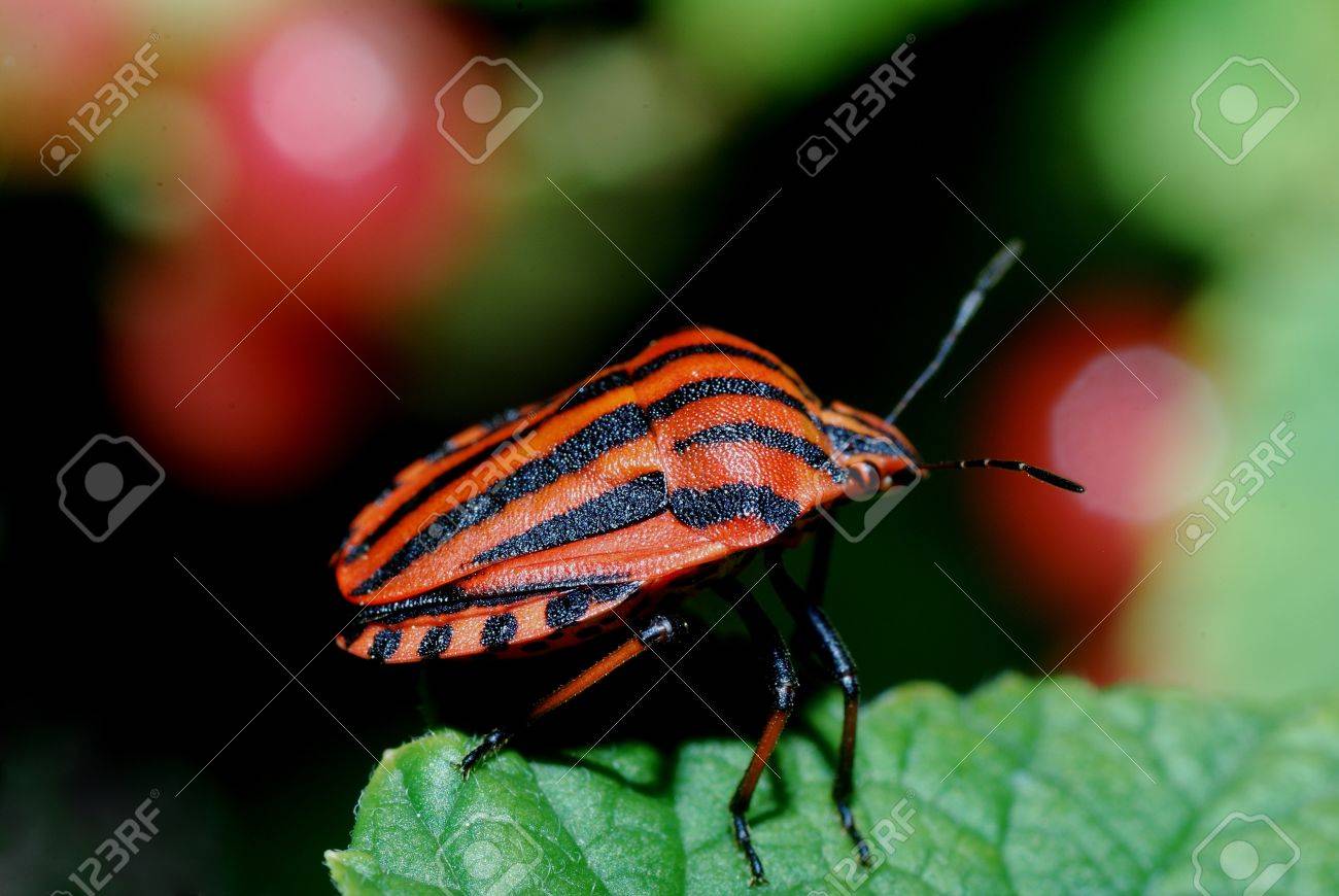 Orange Black Striped Beetle Sitting On A Leaf In The Sun Stock Photo Picture And Royalty Free Image Image 17911551