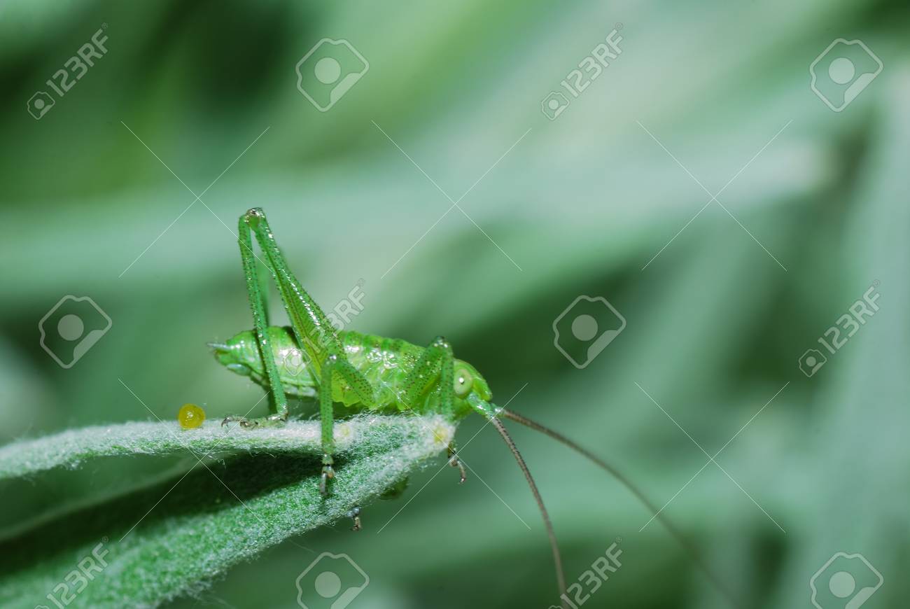Petite Sauterelle Verte Assis Sur Une Extremite De La Lame Dans Le Jardin Et En Ete Banque D Images Et Photos Libres De Droits Image 20024559