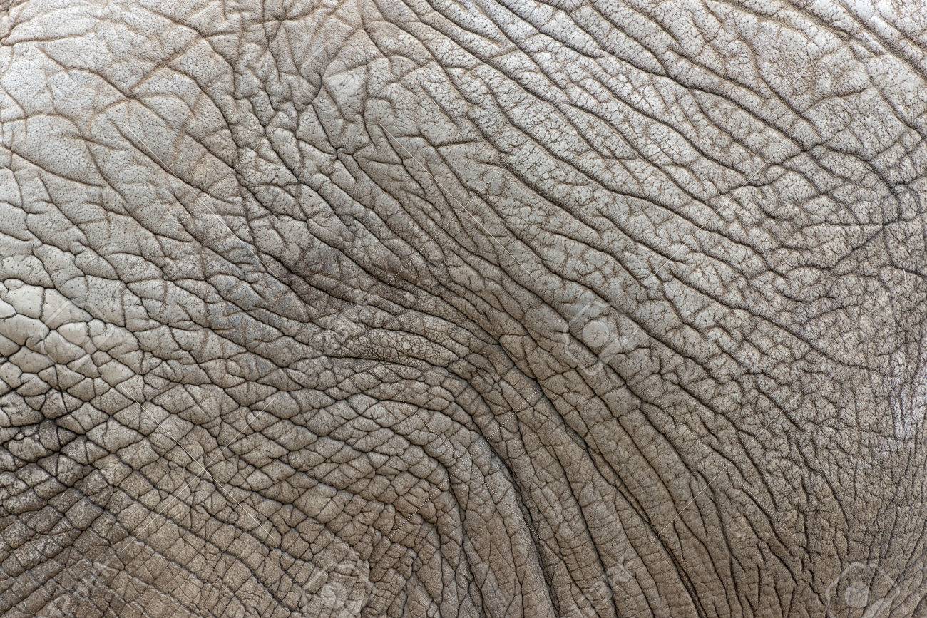 70 Off 象の画物 Ultrasonidodiagnostico Net 70 Off 象の画物 Ultrasonidodiagnostico Net