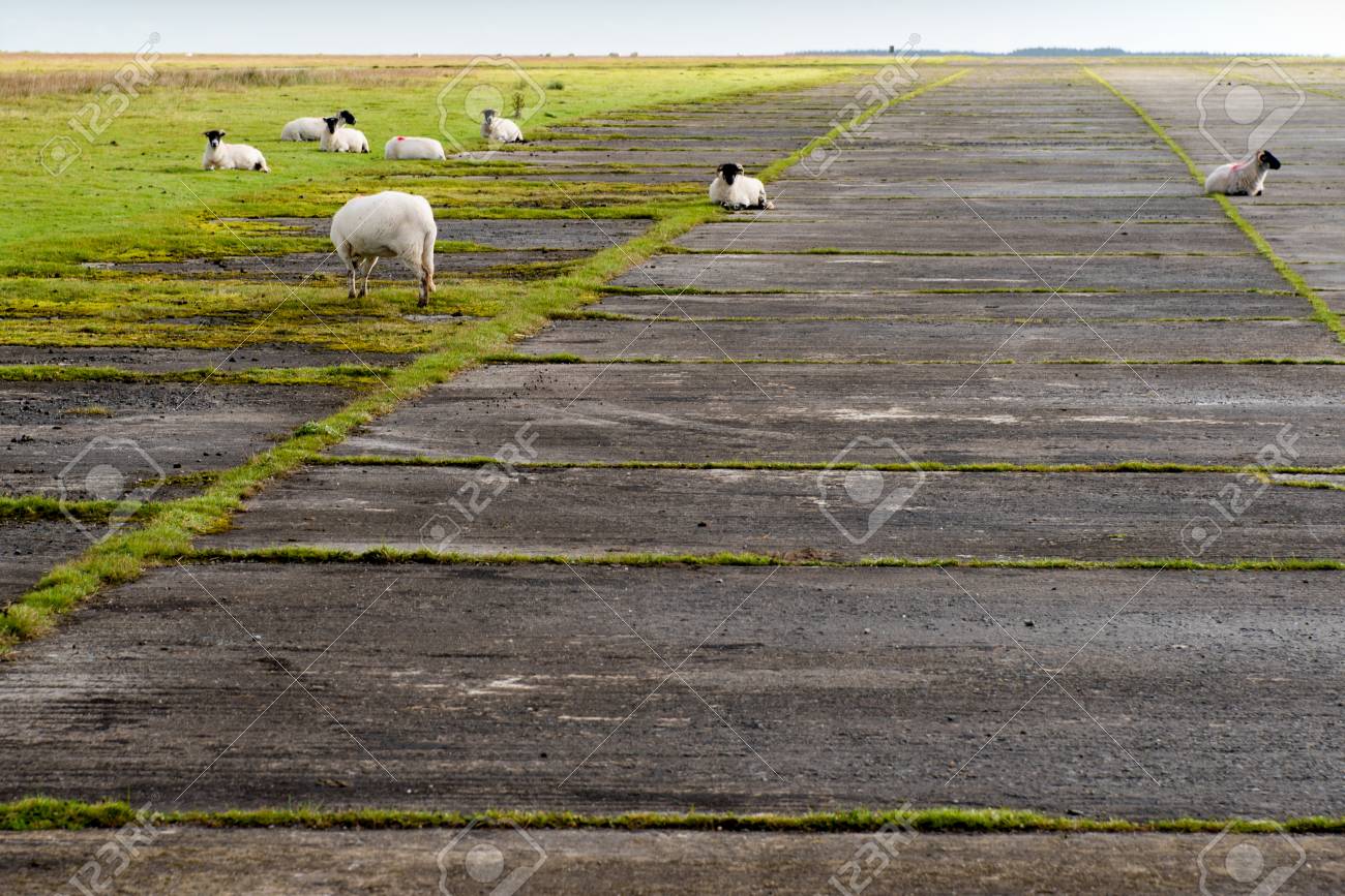 70341270-ovejas-en-una-pista-de-aterrizaje-abandonada-en-el-campo-de-aviaci%C3%B3n-de-davidstow-en-cornwall-.jpg