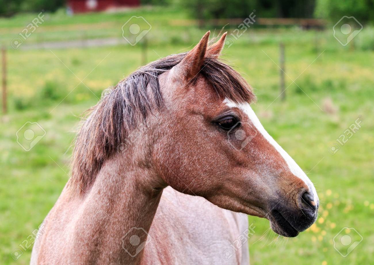 光茶色の馬の横顔の肖像画 の写真素材 画像素材 Image