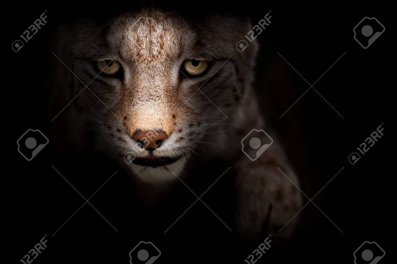 etiam-dictum-ipsum-a-felis