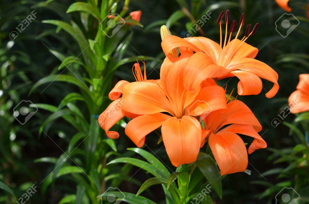 リリウムはすべて著名な大輪の球根から成長草本の顕花植物の属です の写真素材 画像素材 Image