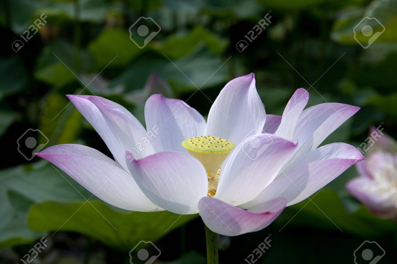 スイレンは花の女王 蓮は睡蓮の 1 つの種 の写真素材 画像素材 Image