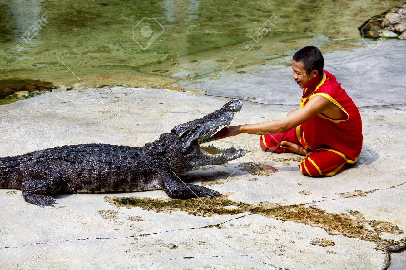 動物農場 ワニ一つずつと 男の戦いでクロコダイル ショー の写真素材 画像素材 Image