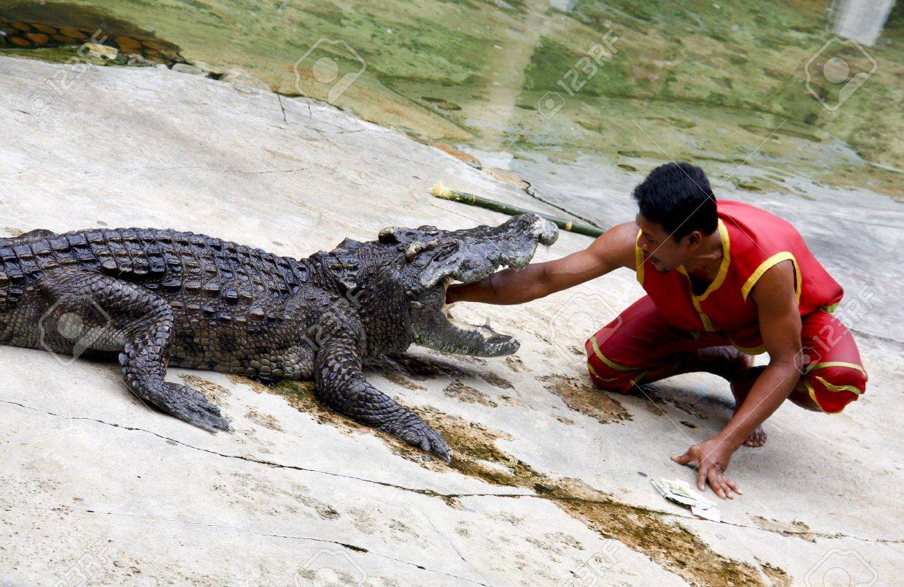 The Crocodile Show In Animal Farm,The Man Fight Against Crocodile One By One. Stock Photo, Picture And Royalty Free Image. Image 19133390. The Crocodile Show In Animal Farm,The Man Fight Against Crocodile One By One. Stock Photo, Picture And Royalty Free Image. Image 19133390.