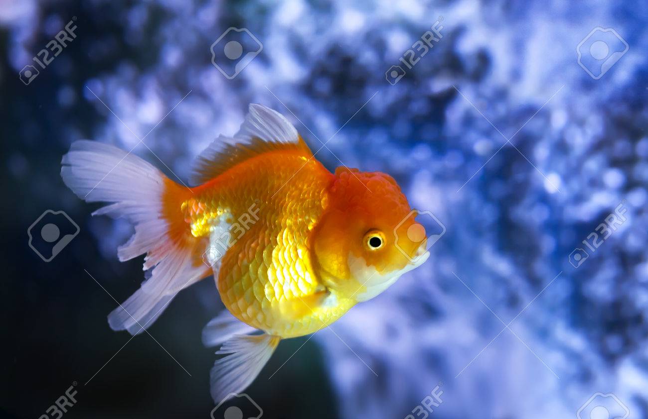 goldfish lighting