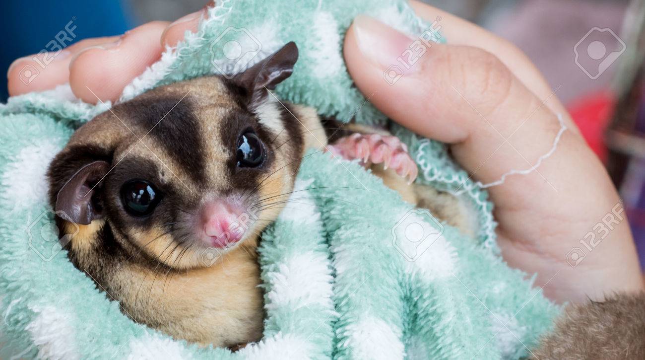 sugar glider handling