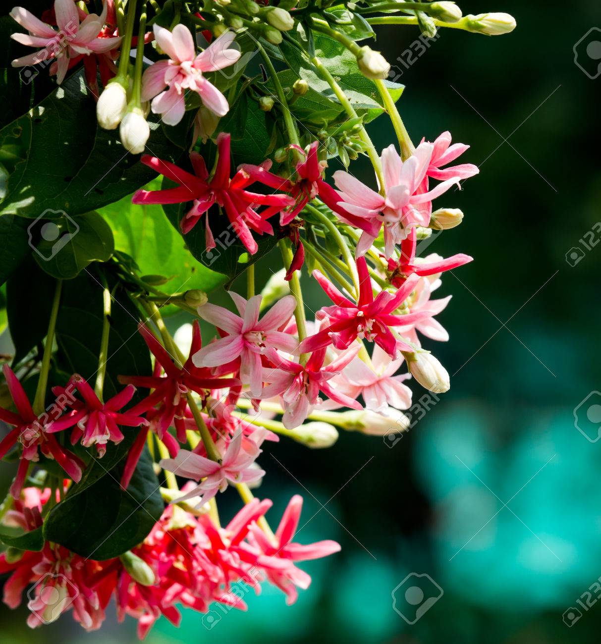 Nombre De Rosa Y Rojo Es Rangun Enredadera Planta Trepadora Para Decorar En Casa Y El Jardin Fotos Retratos Imagenes Y Fotografia De Archivo Libres De Derecho Image 40983137