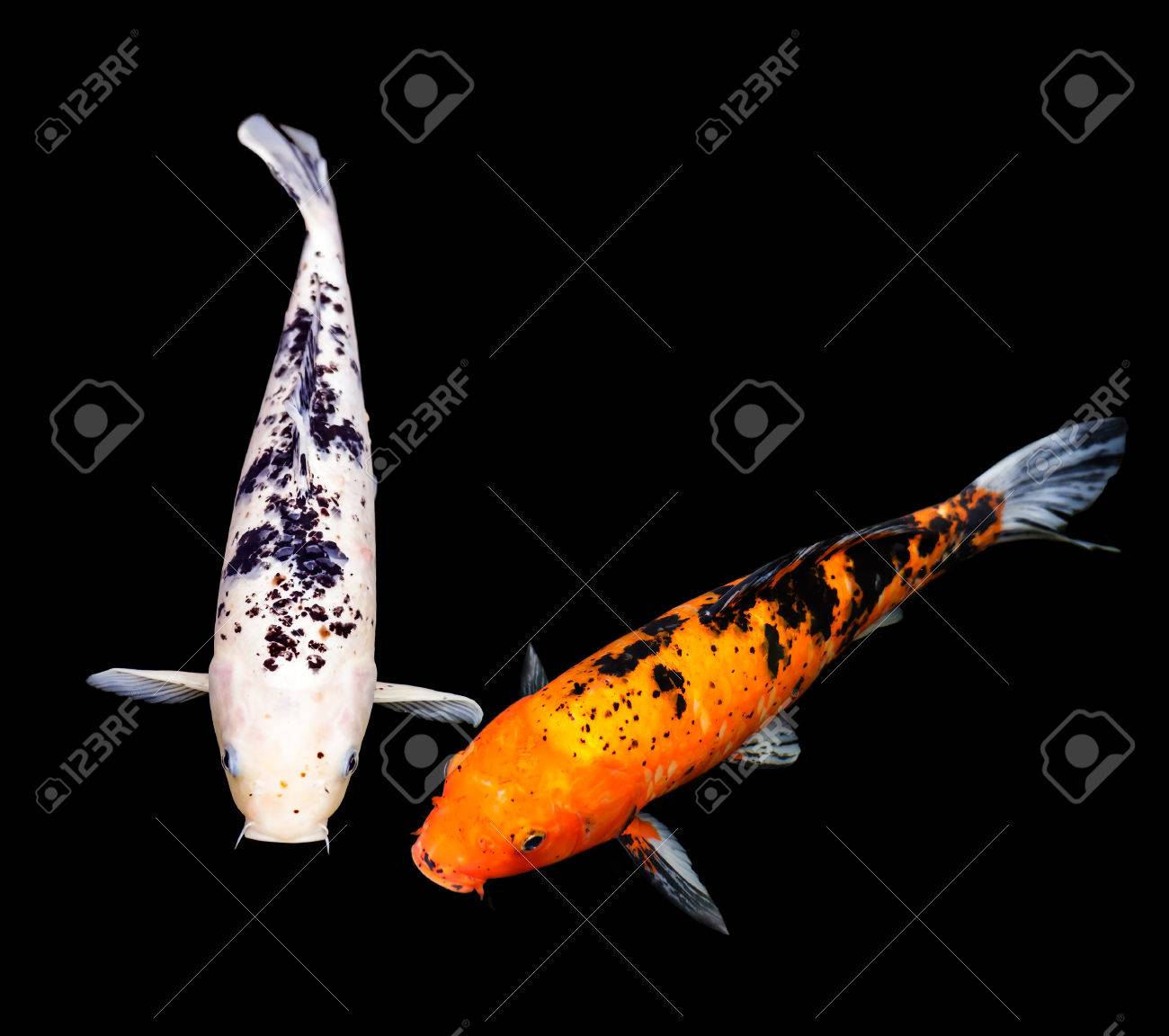 特定の画像の黒の背景に白とオレンジ色の鯉のペア の写真素材 画像素材 Image