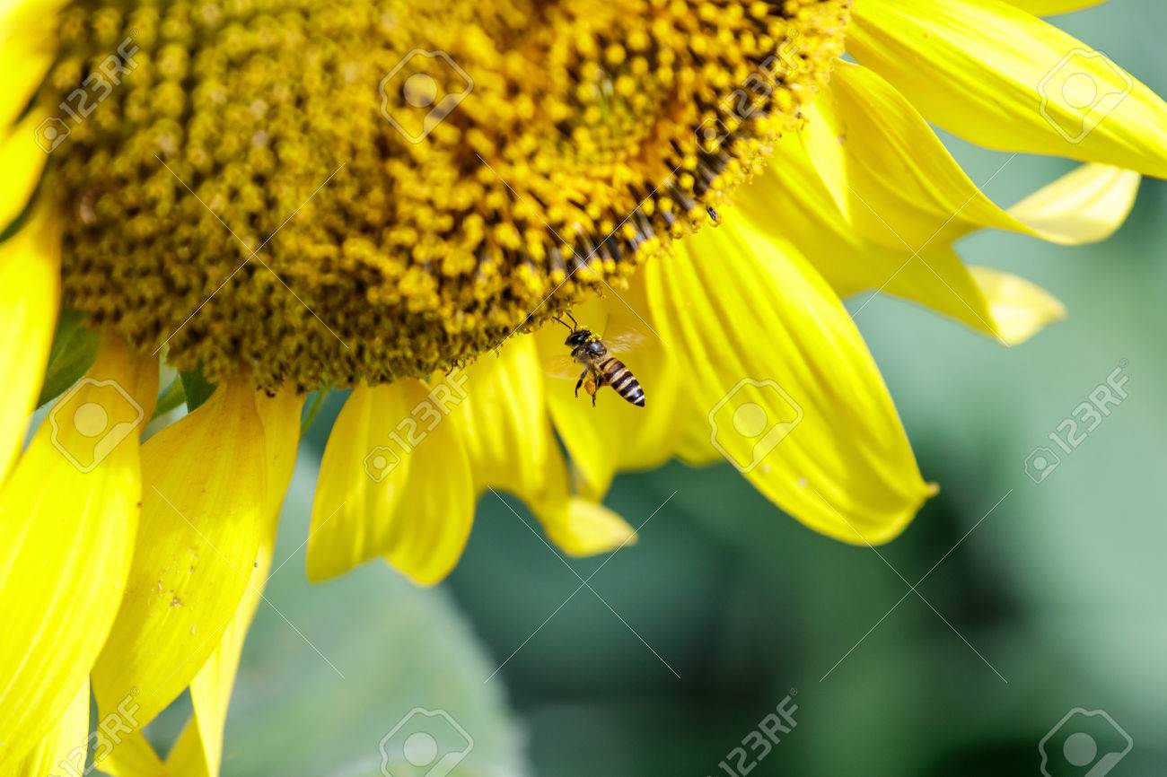 日の出ひまわり 蜂は 甘い蜜を吸うに飛ぶ の写真素材 画像素材 Image