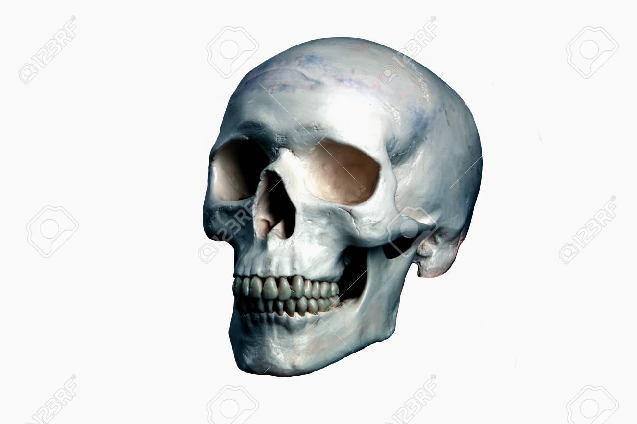 Schadel Weissen Hintergrund Lizenzfreie Fotos Bilder Und Stock Fotografie Image 10818136