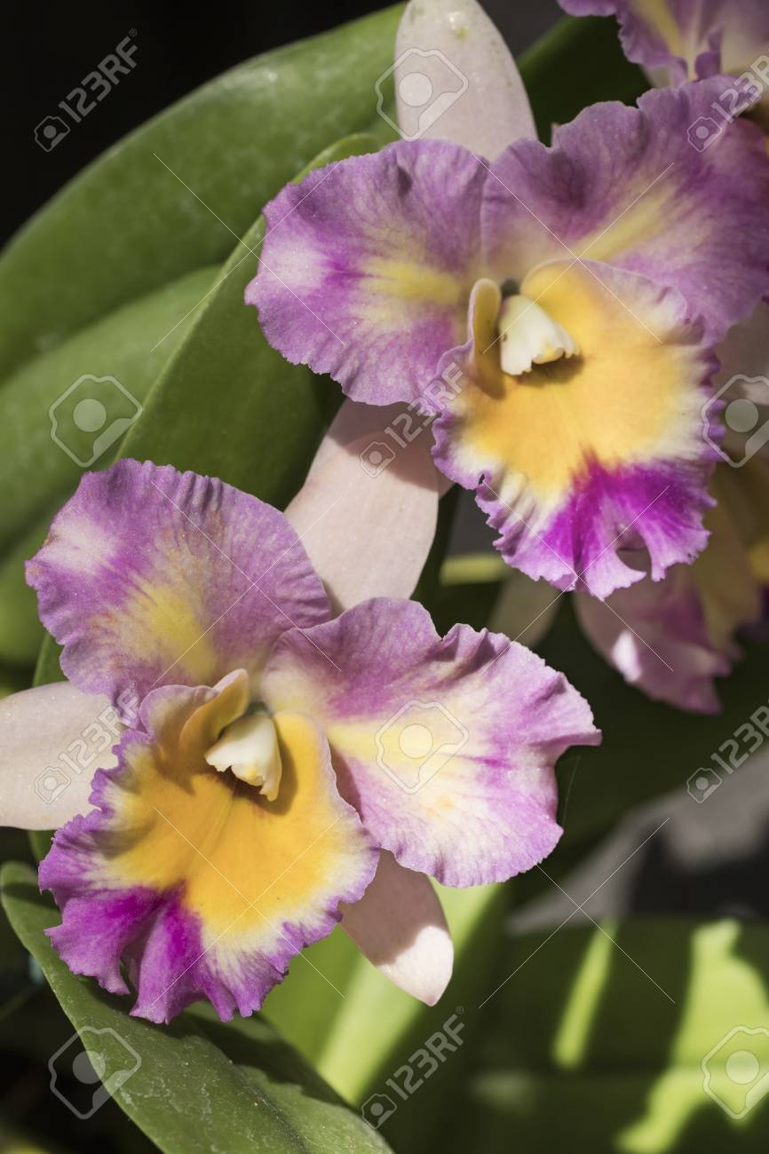 キャツヤ フラン ハイス オーキッドという名前の素晴らしいフクシア 白と黄色の花の美しい写真 ブラジルの蘭栽培者のイベントで午後に撮影 クローズアップ写真 マクロレンズ の写真素材 画像素材 Image キャツヤ フラン ハイス オーキッドという名前の素晴らしいフクシア 白と黄色の花の美しい写真 ブラジルの蘭栽培者のイベントで午後に撮影 クローズアップ写真 マクロレンズ の写真素材 画像素材 Image