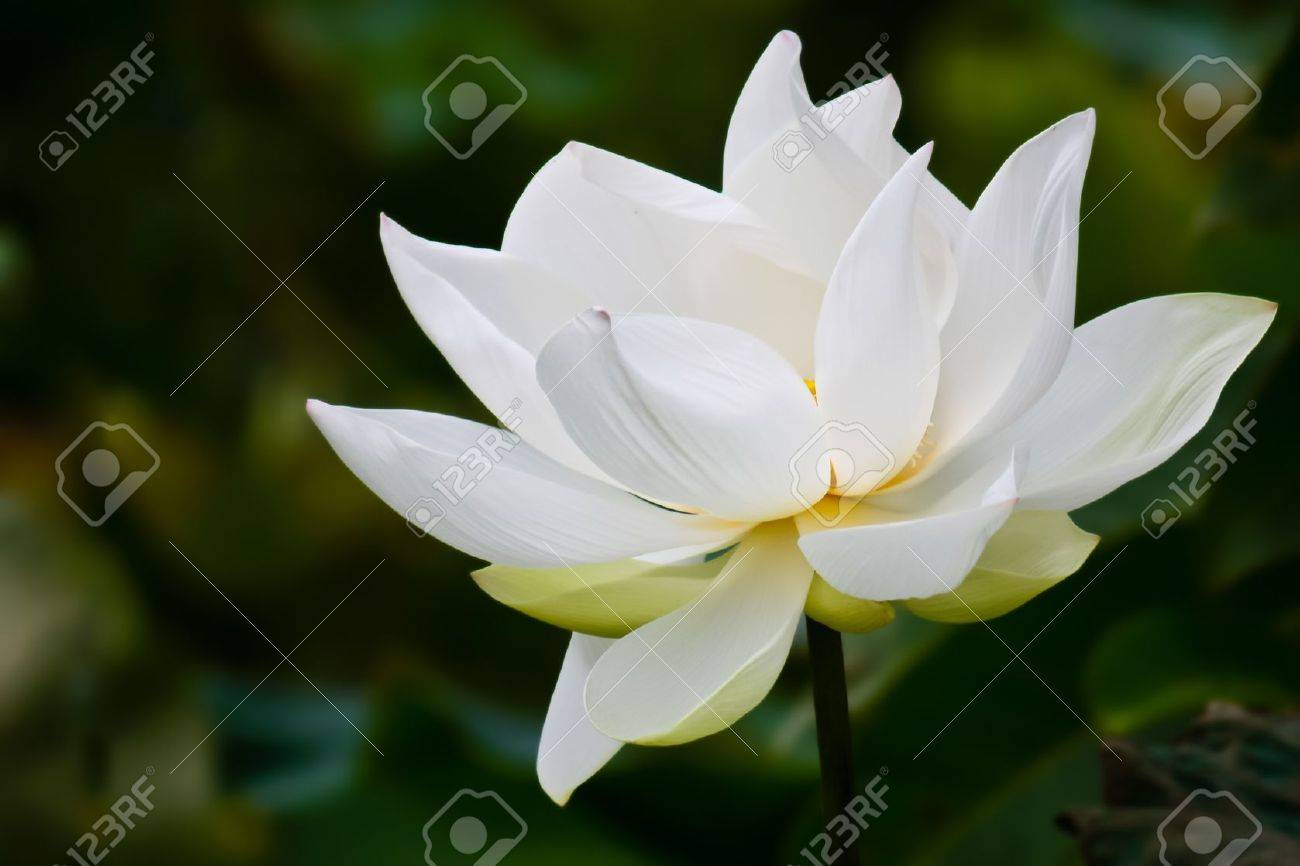 白い蓮 の写真素材 画像素材 Image