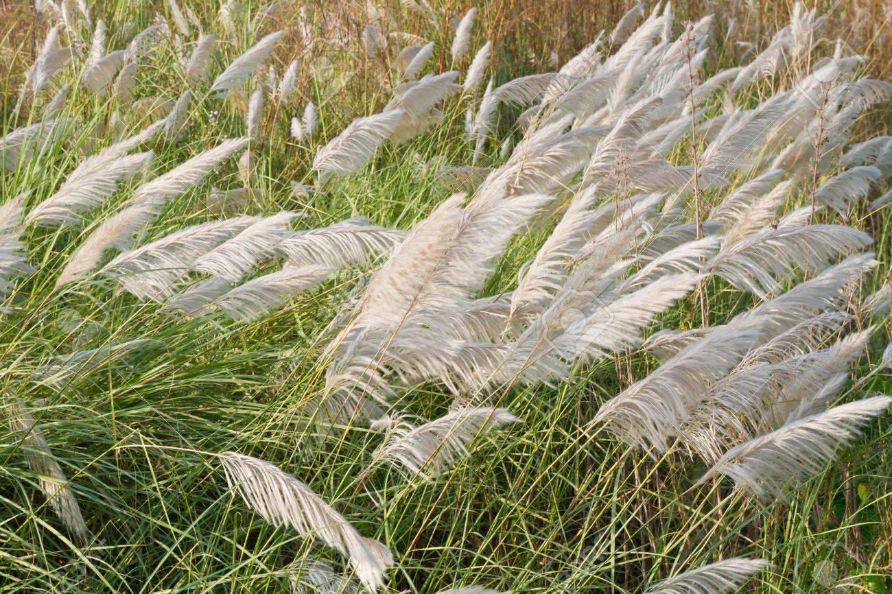 葦花の風に吹かれて の写真素材 画像素材 Image