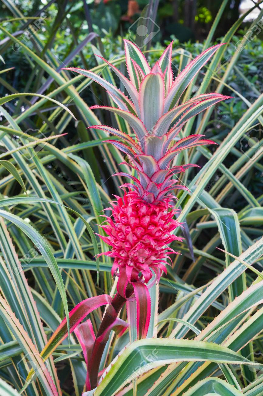 観賞パイナップル ピンク パイナップル アナナス の写真素材 画像素材 Image