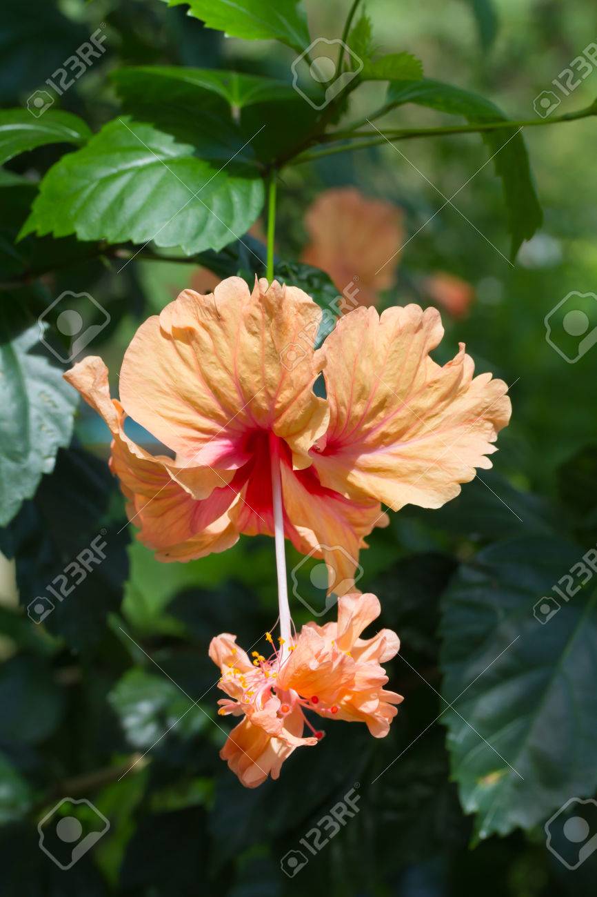 ハイビスカス Schizopetalus コーラル ハイビスカス縁取られた Rosemallow ちょうちん 中国のランタン パゴダ花 スケルトン ハイビスカスや縁毛のあるハイビスカスの花 の写真素材 画像素材 Image