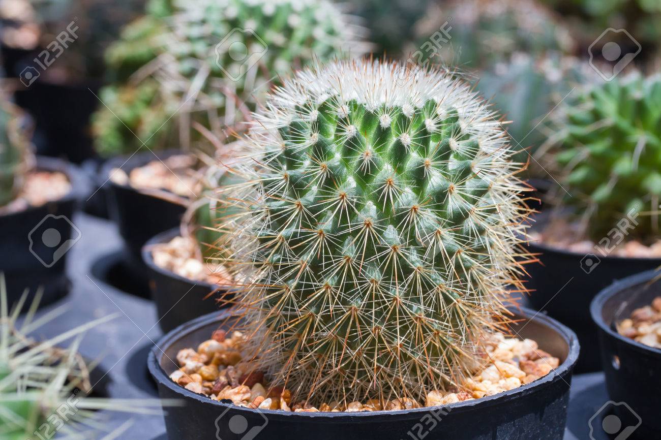小売り小売販売のための庭のサボテンの花 の写真素材 画像素材 Image
