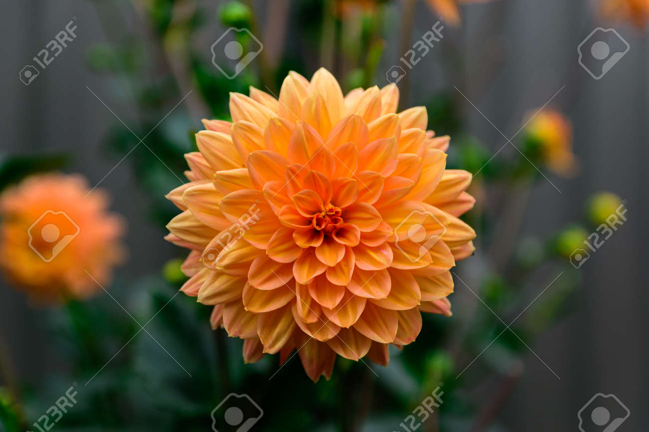 etiam-dictum-ipsum-a-felis