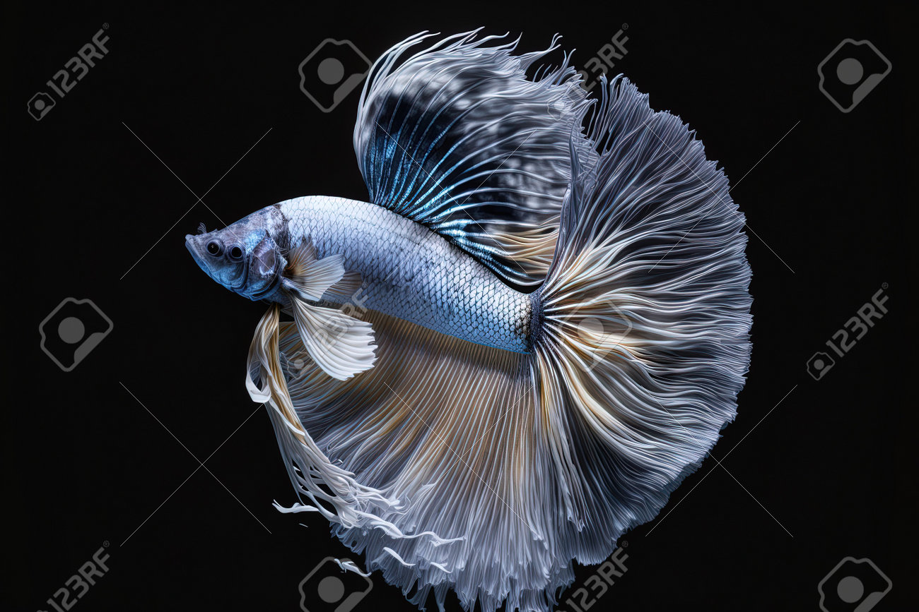 Gorgeous Beautiful Betta Fish On Black Stock Photo, Picture and Royalty  Free Image. Image 200189584.