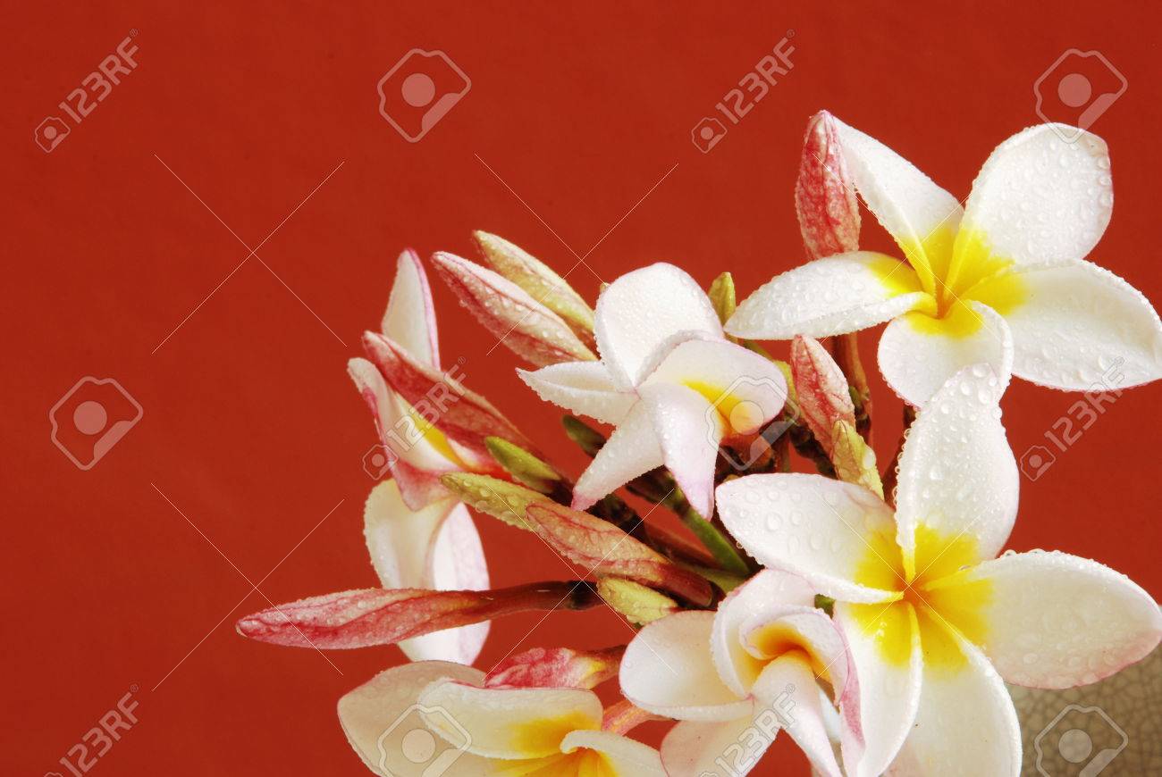 Flowers for asian Modern asian paintings
