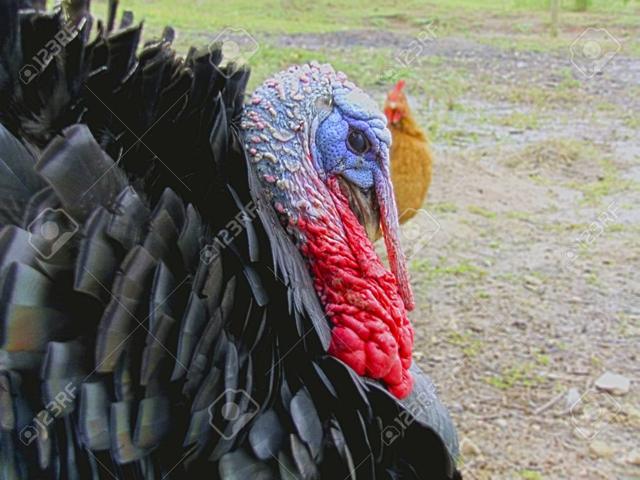 etiam-dictum-ipsum-a-felis