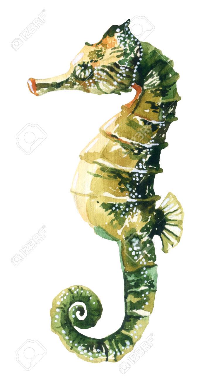 水彩のタツノオトシゴ 手描きのイラスト の写真素材 画像素材 Image 水彩のタツノオトシゴ 手描きのイラスト の写真素材 画像素材 Image