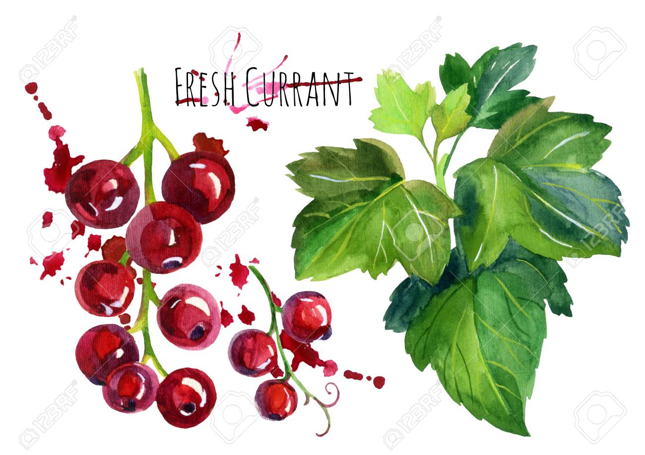 水彩の赤スグリの分離の白い背景を設定します 手描きのイラスト の写真素材 画像素材 Image