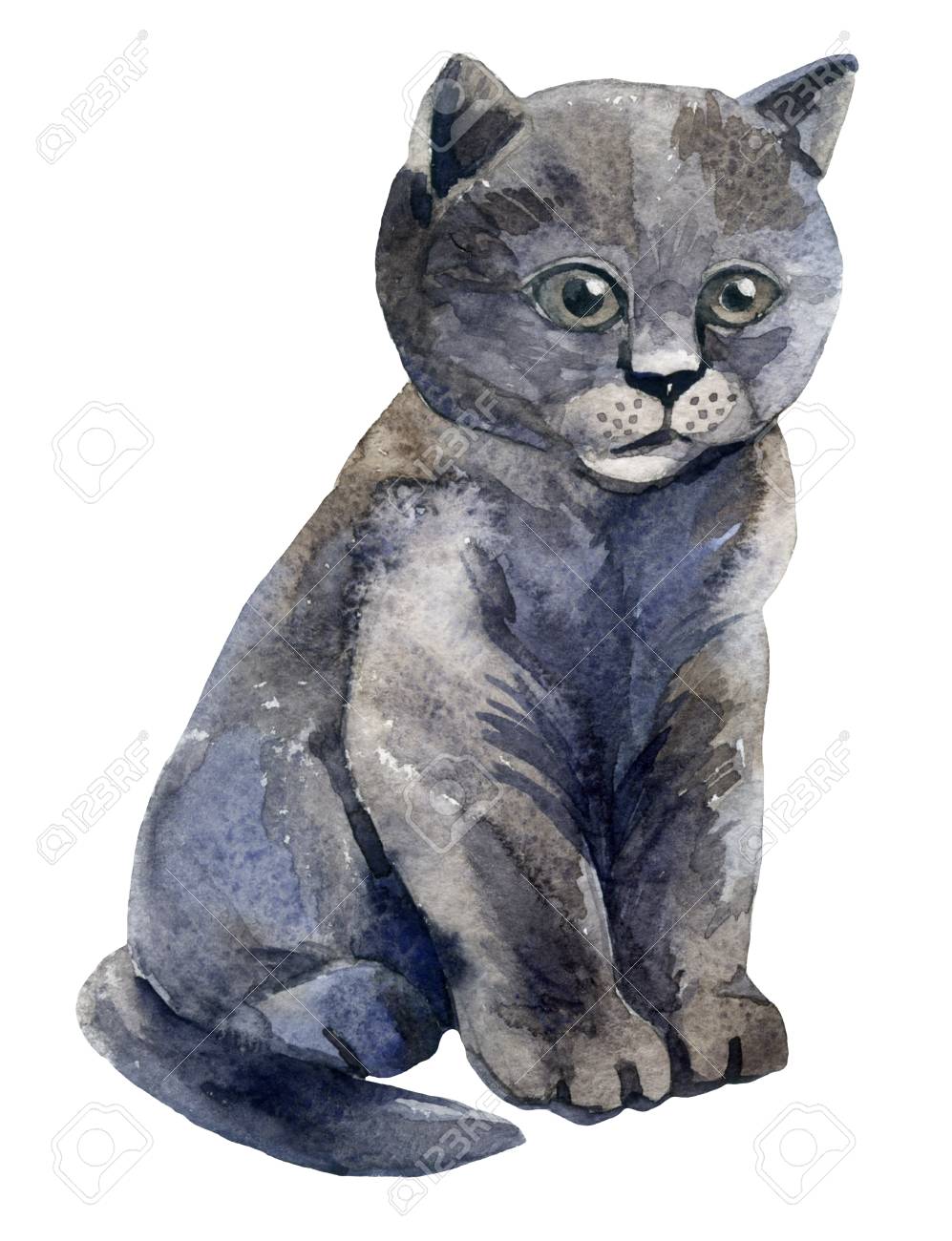 Chaton Assis Chat Gris Chat De Bebe Isole Sur Fond Blanc Banque D Images Et Photos Libres De Droits Image