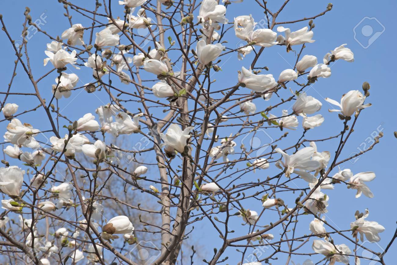 マグノリアの木の白い花を春します の写真素材 画像素材 Image